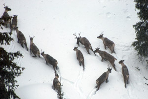 endangered Mountain Caribou