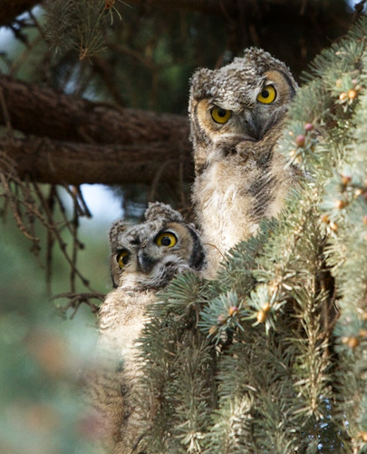 Hoo-Hoo. Who are you looking at?