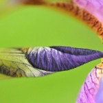 Tours of the Horticulture Gardens | Version 2013