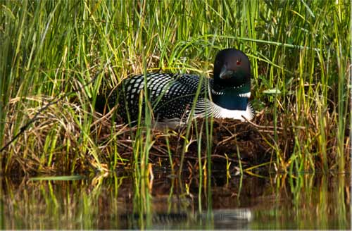 Incubating loon on the southeastern end of Lac le Jeune. Photo by David Wingate.