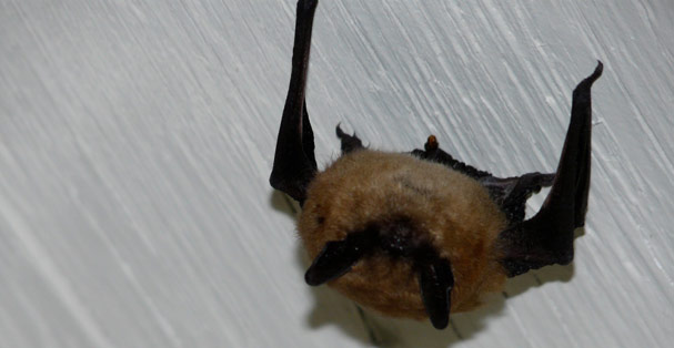 LittleBrownBat-news