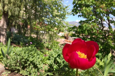 Plants in the Horticulture Gardens as seen on April 26, 2016.