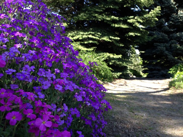 Plants in the Horticulture Gardens as seen on April 26, 2016.