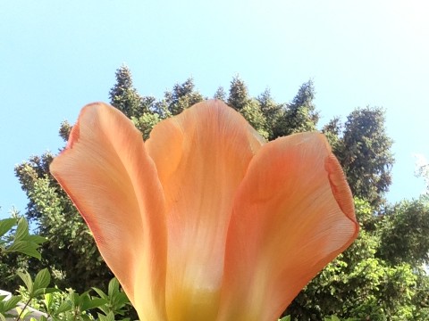 Plants in the Horticulture Gardens as seen on April 26, 2016.