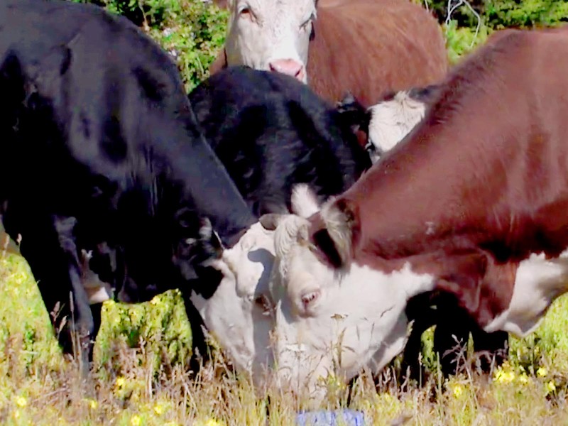 cows_eating