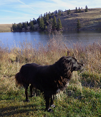 Susan Buis's dog, Raven, at Edith Lake.
