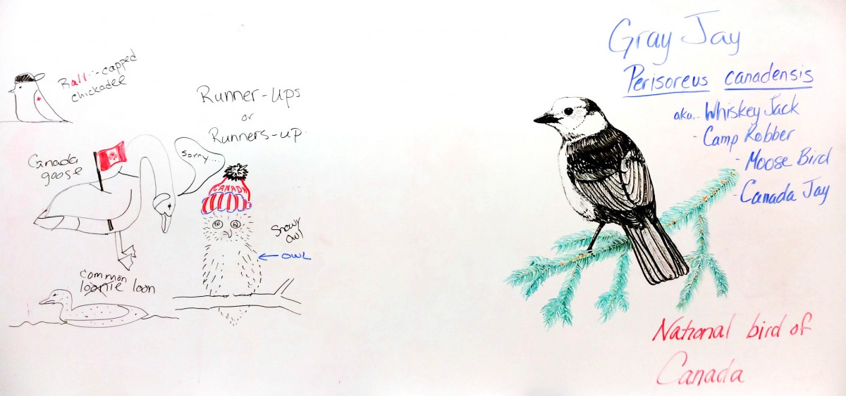 gray-jay-drawing-normal-steve-joly_edit_full-picture