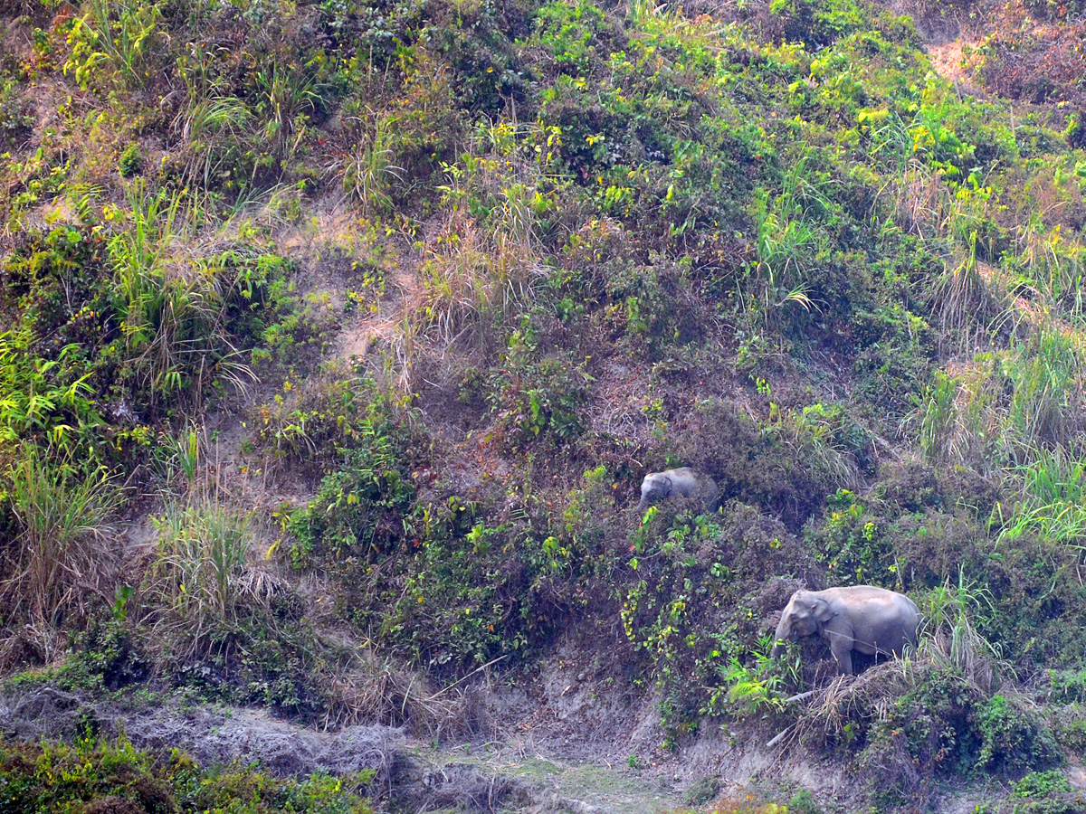 2 elephants edit-crop