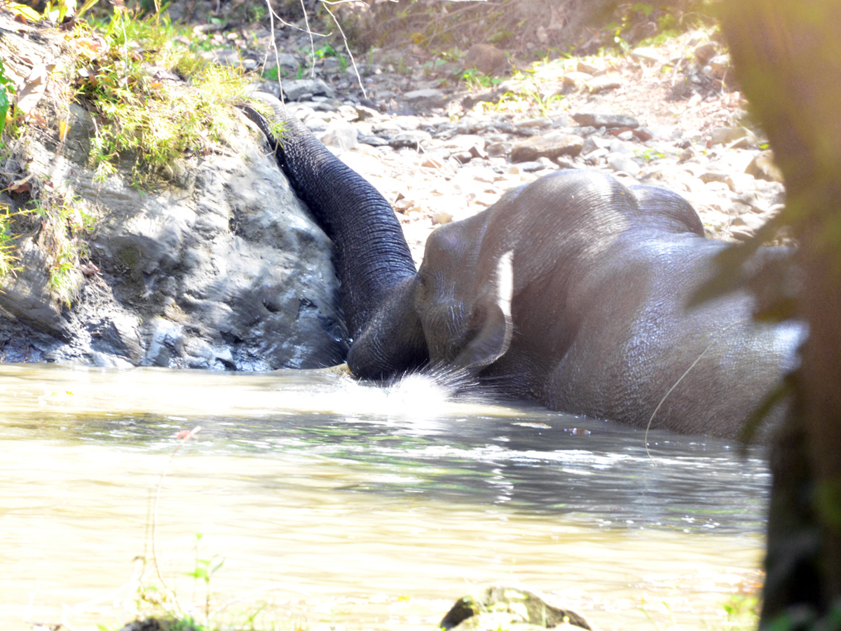 elephants in water