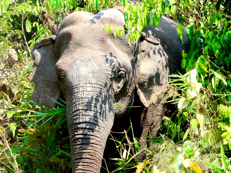 Bangladesh elephant