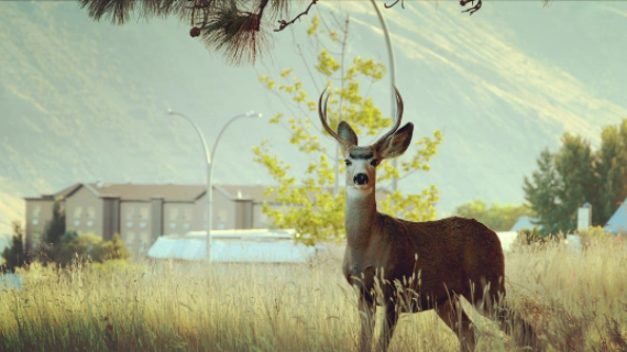 Behind Old Main, one of the many deer who call campus home.