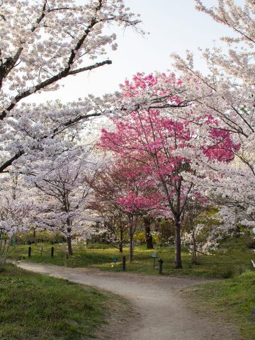 An image of cherry blossoms in Kyoto