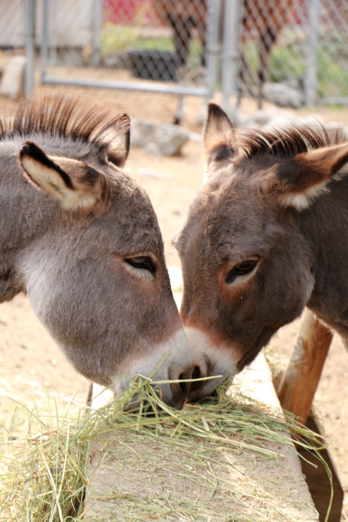 Feeding time for the miniature donkeys.