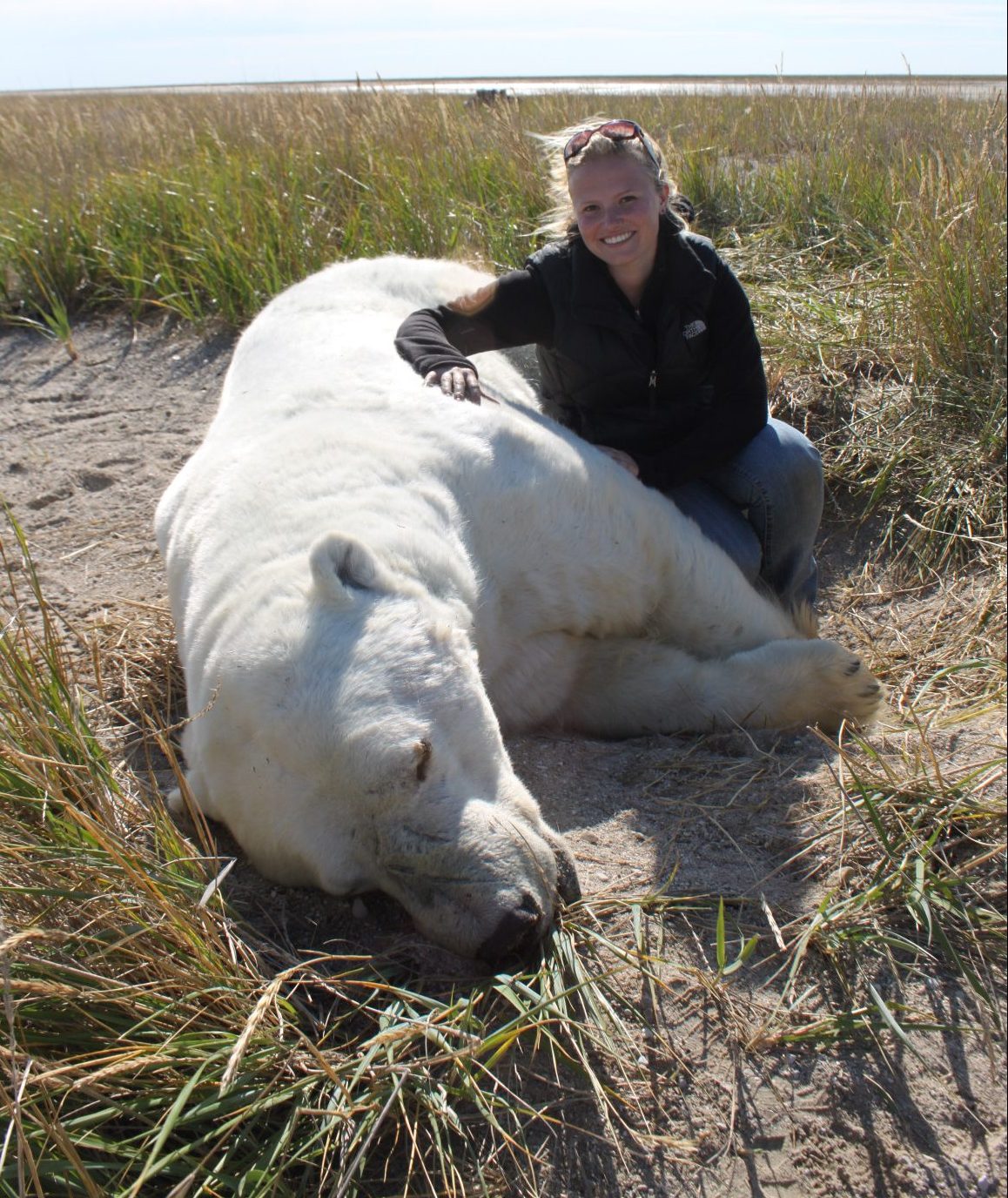 Woman posing beside a sedated polar bear