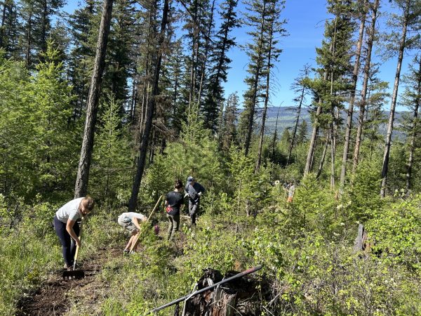 A few people clearing a trail in a forest. 