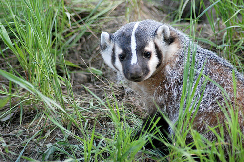 Badgers On Campus Gain Attention – TRU Newsroom