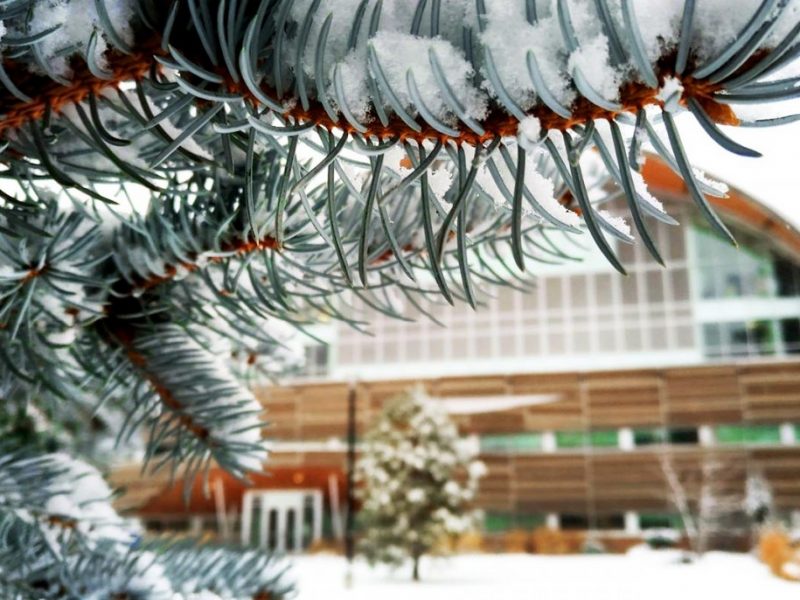 tree branch - used for Winter 2018 Arts Colloquium Series