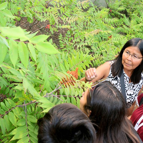 Indigenous science and health science camp: traditional plants