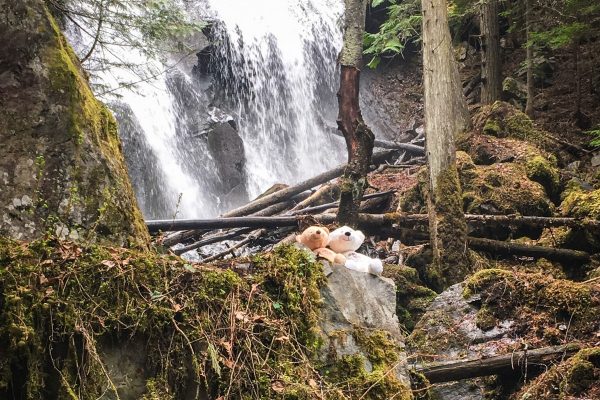 Spirit Bears at Hazelton waterfall