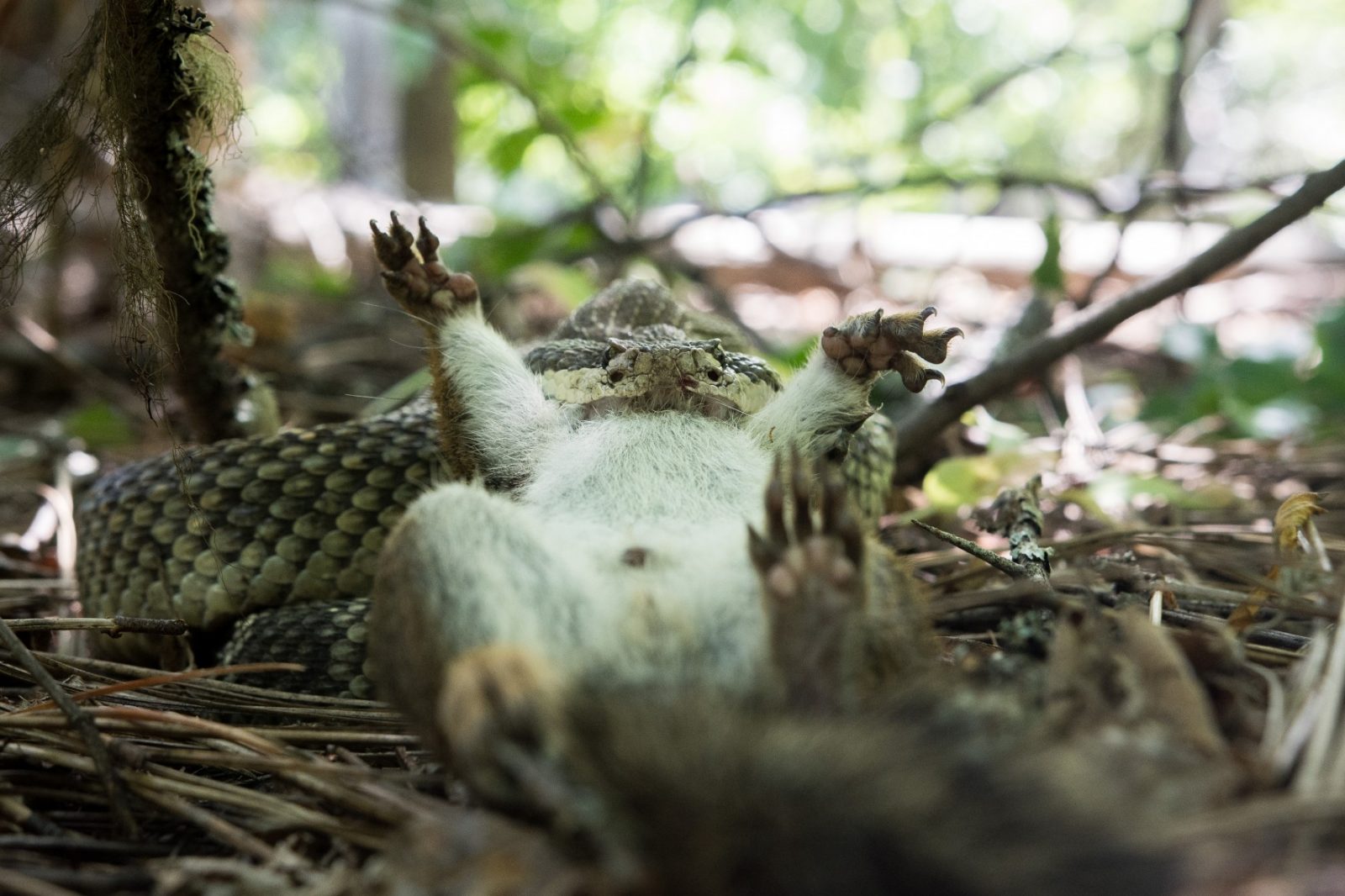 A western rattlesnake eating a squirrel