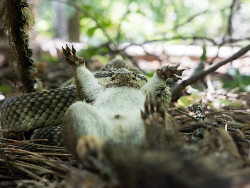 A western rattlesnake eating a squirrel