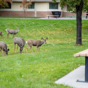 deer on campus