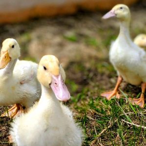 Ducks hatched by Animal Health Technology April 2020