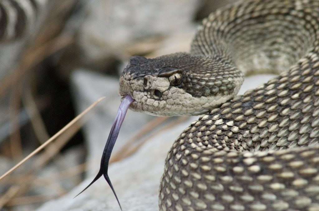 Snake Eyes by Chloe Howarth: A large male western rattlesnake tongue-flicks to "taste" the air.