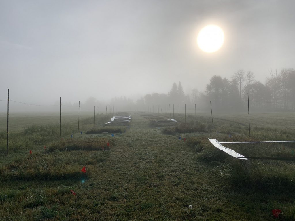 Cutting Through the Fog by Sarah Bayliff: The rising sun burns through the early morning fog above a TRU agricultural research site.