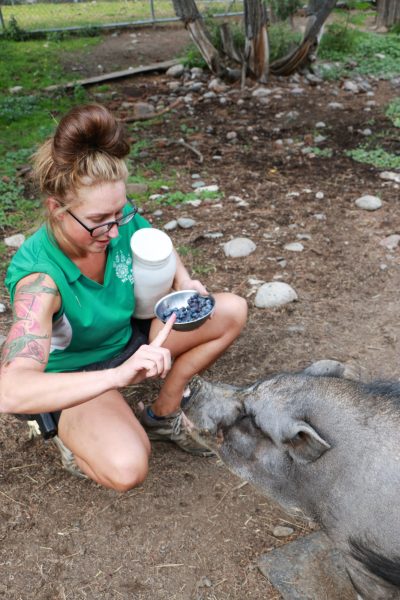 Zookeeper Cecily McLean signals Orson the pot-bellied pig to open his mouth. 