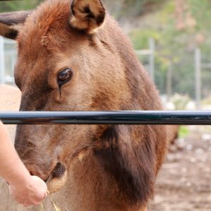 Feeding elk at the BC Wildlife Park