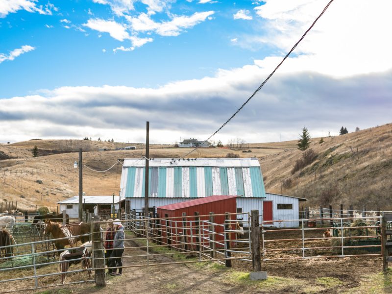Landscape photo of barn and farm animals.