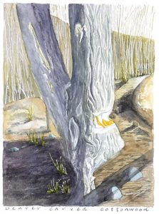 Beaver carved cottonwood, illustration by Lyn Baldwin, Drawing Botany Home, April 2023.