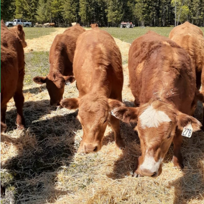 BC’s Living Lab Cattle and Forage Project Panel – TRU Newsroom