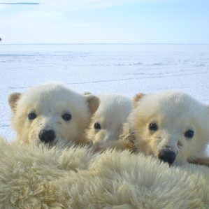 Polar bear cubs in a natural setting