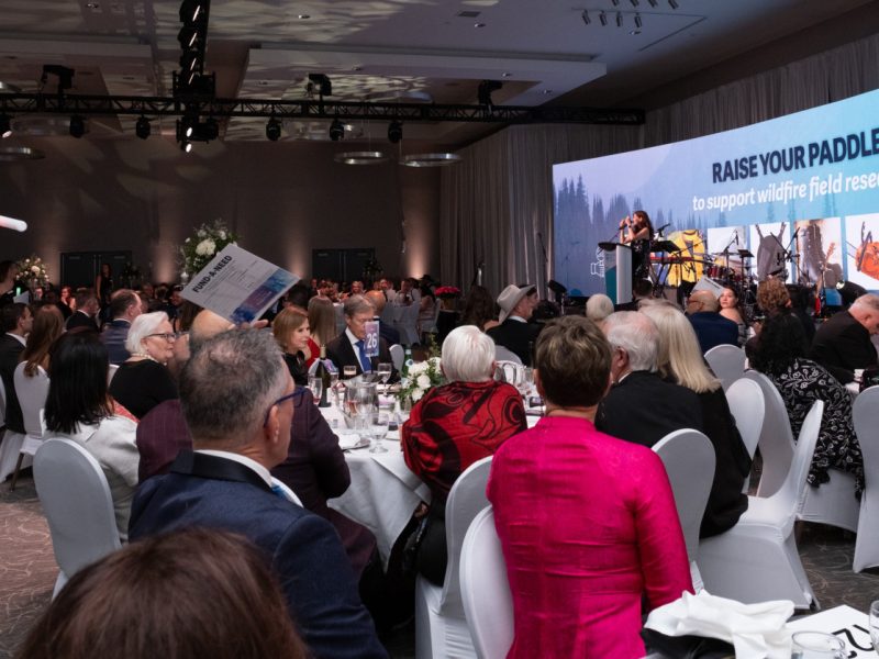 People seated at a Gala fundraising event.