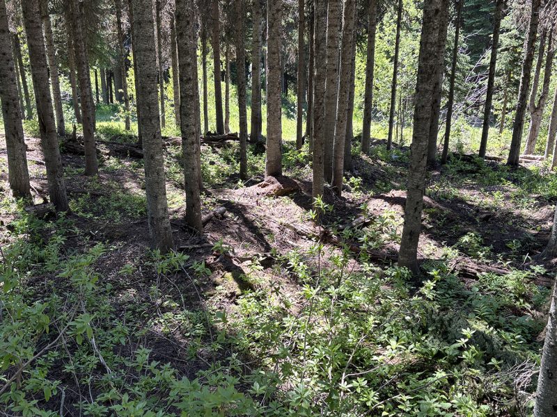 Chipping instead of burning: Sun Peaks and TRU test low-carbon fuel management