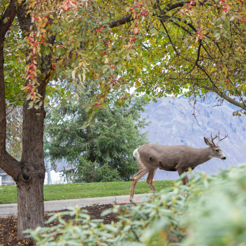 BioBlitz: a nature-based scavenger hunt