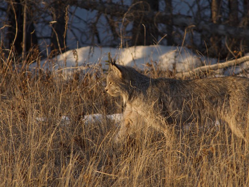 Wildlife behaviour offers early clues to a changing world